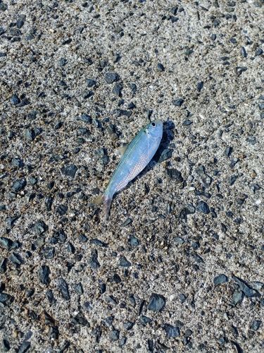 サッパの釣果