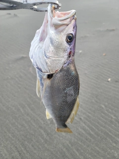 ニベの釣果