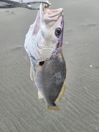 ニベの釣果