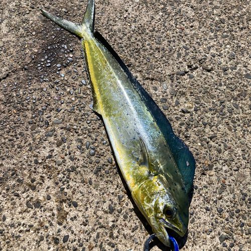 シイラの釣果