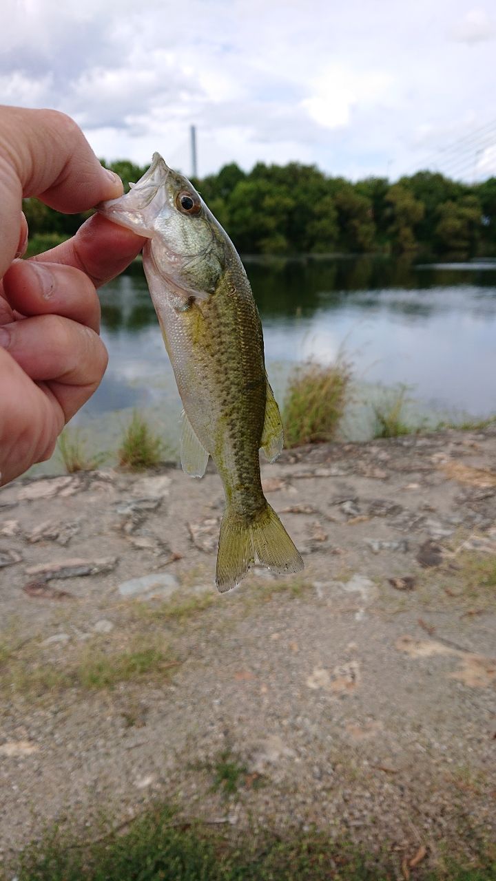 ラージマウスバス