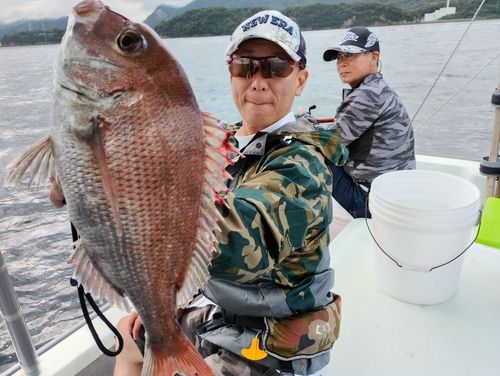 マダイの釣果