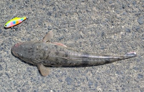 マゴチの釣果