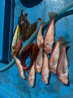 アマダイの釣果