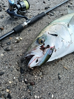 ヒラマサの釣果