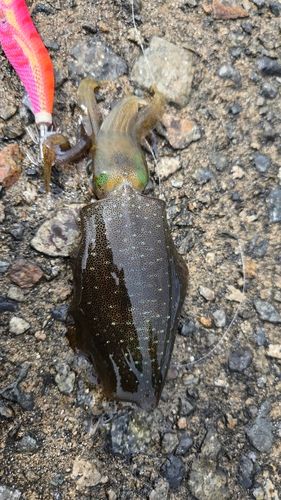 アオリイカの釣果
