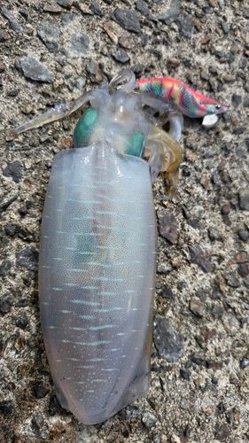 アオリイカの釣果