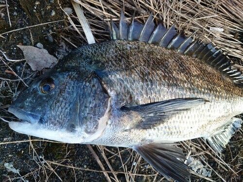 チヌの釣果