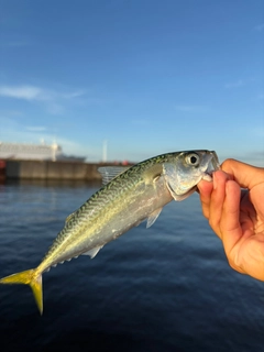 サバの釣果