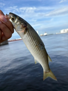 ボラの釣果