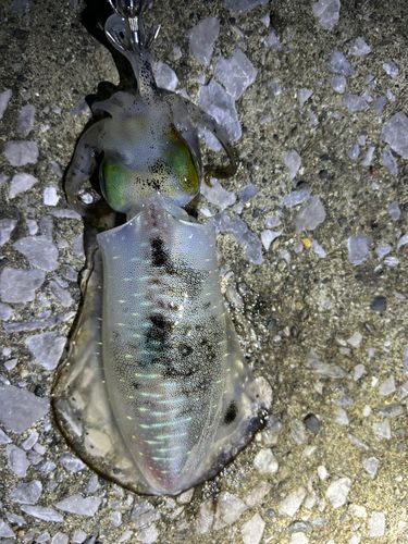 アオリイカの釣果