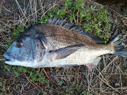 チヌの釣果