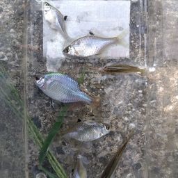 タイリクバラタナゴ