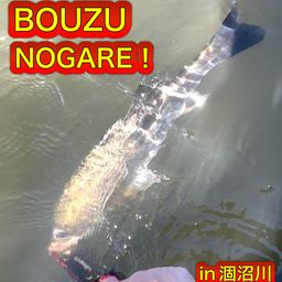 シーバス