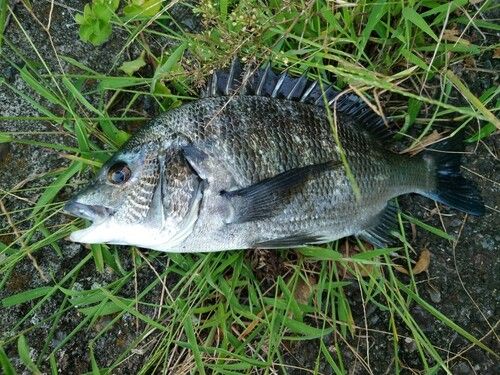 チヌの釣果