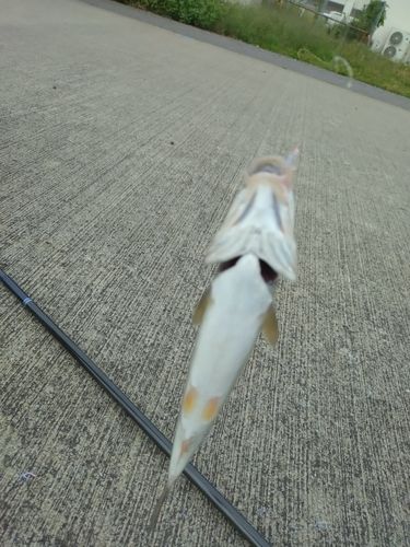 ウグイの釣果