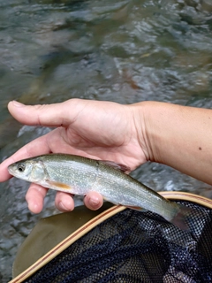 ウグイの釣果