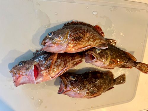 カサゴの釣果