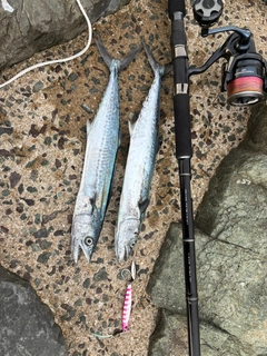 サゴシの釣果