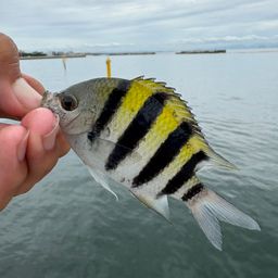 オヤビッチャ