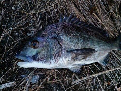 チヌの釣果