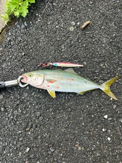 ツバスの釣果
