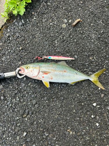 ツバスの釣果