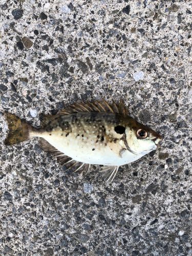 アイゴの釣果