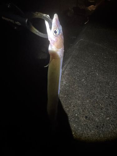 釣果