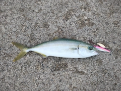 ツバイソの釣果