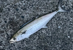 サゴシの釣果