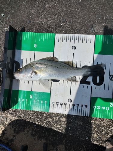 スズキの釣果