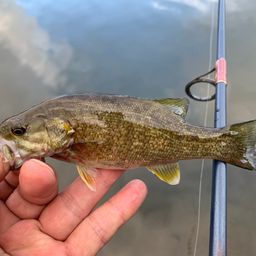 スモールマウスバス