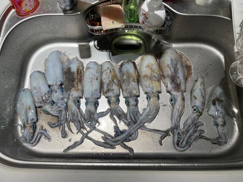 アオリイカの釣果