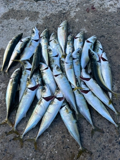 サバの釣果