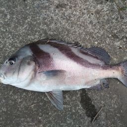 コショウダイ