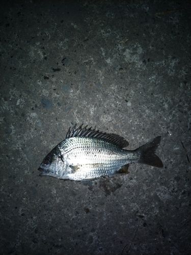 キビレの釣果