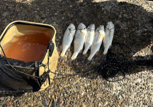 イシモチの釣果
