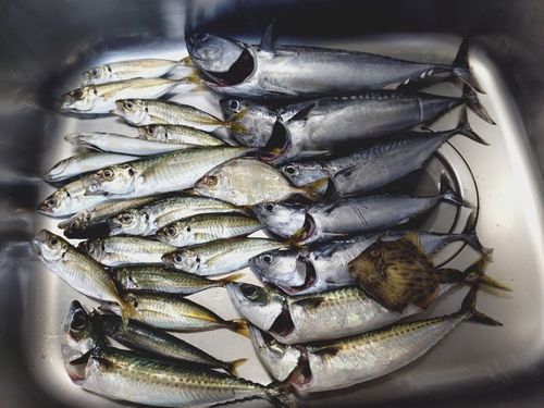 ソウダガツオの釣果