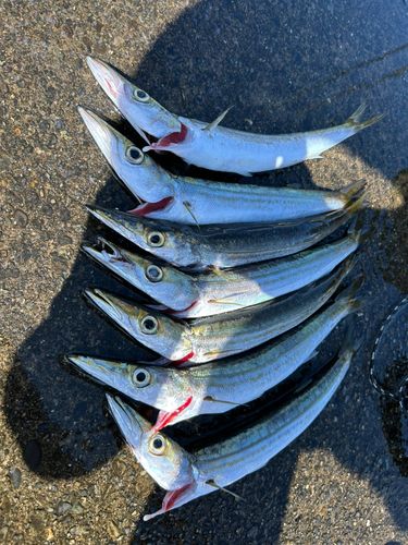 カマスの釣果