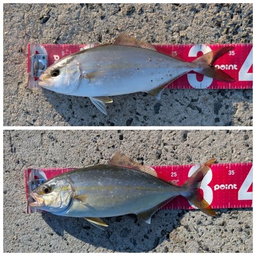 ネリゴの釣果