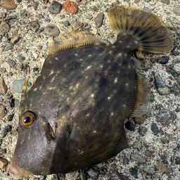 カワハギ