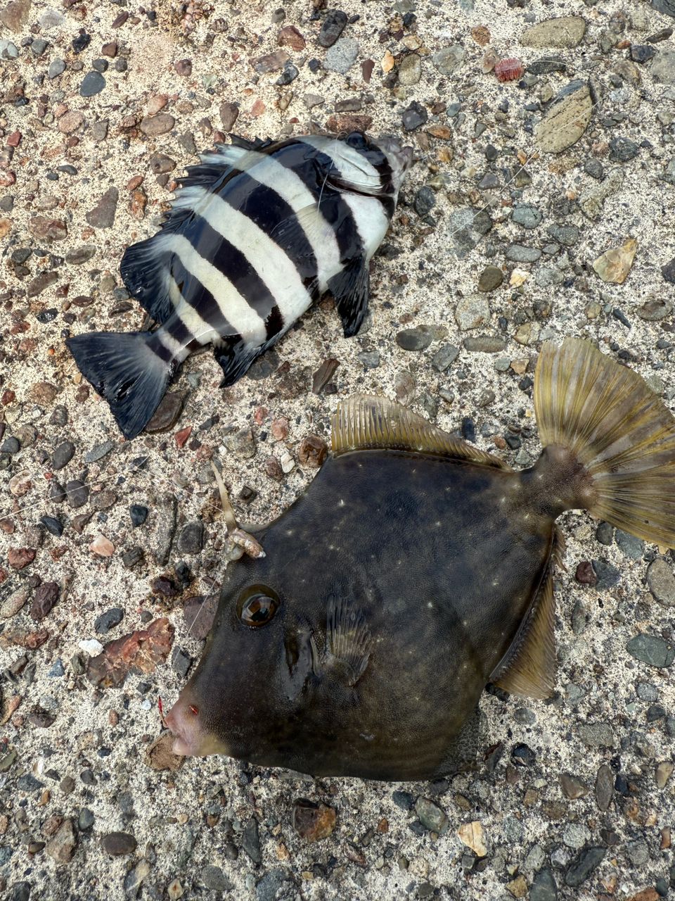 カワハギ