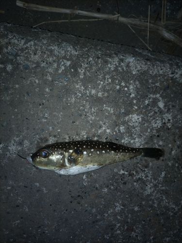 クサフグの釣果
