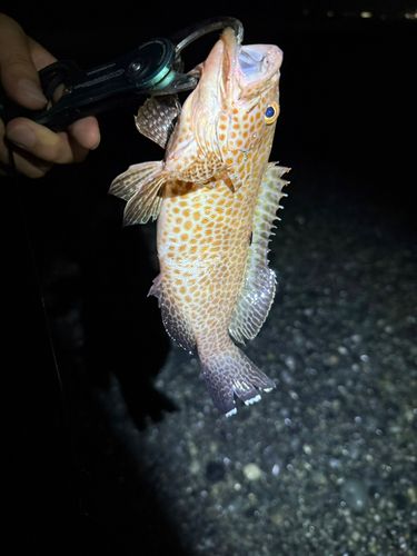 オオモンハタの釣果