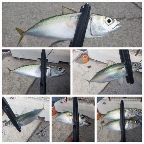 マサバの釣果
