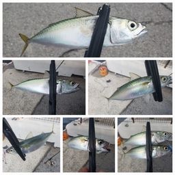 マサバ