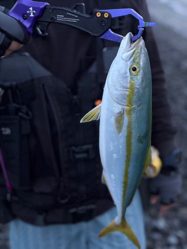イナダの釣果