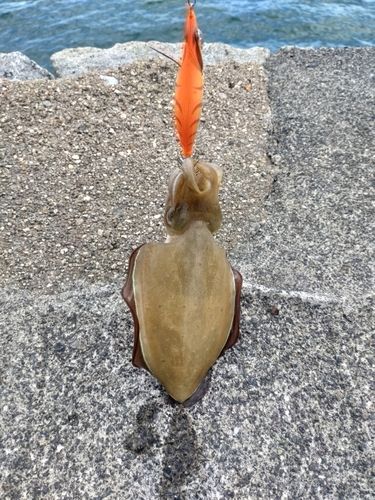 コウイカの釣果