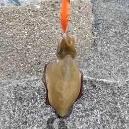 コウイカ